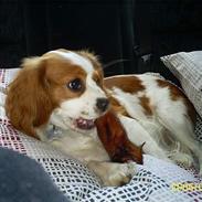 Cavalier king charles spaniel Maggie