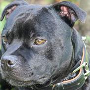 Staffordshire bull terrier Westlund Calle
