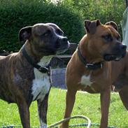 Amerikansk staffordshire terrier mozart 