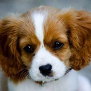 Cavalier king charles spaniel Diesel