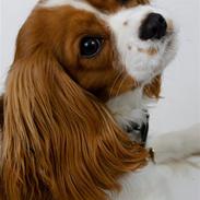 Cavalier king charles spaniel Diesel