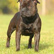 Staffordshire bull terrier  DKCH, LUCH, SUCH, Trunte