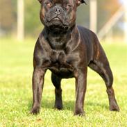 Staffordshire bull terrier  DKCH, LUCH, SUCH, Trunte