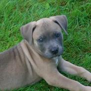 Amerikansk staffordshire terrier Ginous