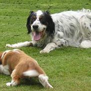 Welsh springer spaniel Monty