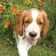 Welsh springer spaniel Monty