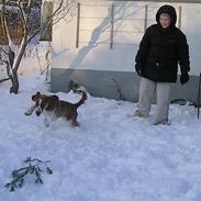 Welsh springer spaniel Monty