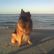 Schæferhund Hafran's Tasso 015