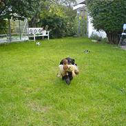 Cocker spaniel Cockerhusets Asterix