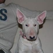 Bullterrier sashja