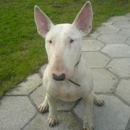 Bullterrier sashja