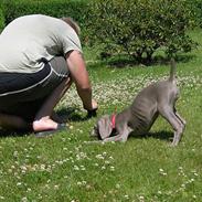 Weimaraner sønderskovens Diya