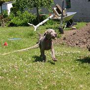 Weimaraner sønderskovens Diya