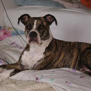 Amerikansk staffordshire terrier xena