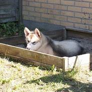 Alaskan malamute Lakhota