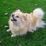 Pomeranian sandy