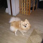 Pomeranian sandy