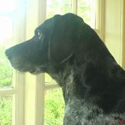 Blanding af racer Trine R.I.P