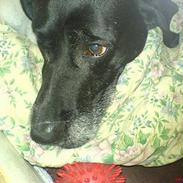 Blanding af racer Trine R.I.P