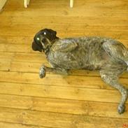 Blanding af racer Trine R.I.P