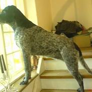 Blanding af racer Trine R.I.P