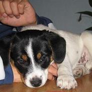 Dansk svensk gaardhund Chida