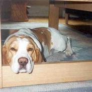 Beagle Sofus R.I.P