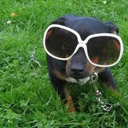 Blanding af racer Kenzie