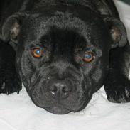 Staffordshire bull terrier Westlund Calle