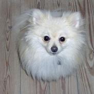 Pomeranian Coco