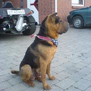 Shar pei Morgan Big Man