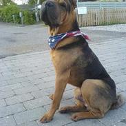 Shar pei Morgan Big Man