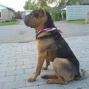 Shar pei Morgan Big Man