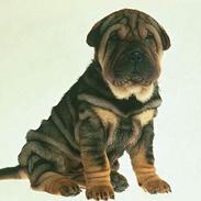 Shar pei Morgan Big Man