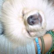 Pomeranian Coco