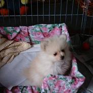 Pomeranian Coco