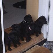 Labrador retriever Batman