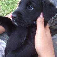 Labrador retriever Batman