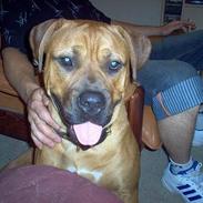 Blanding af racer MOSS