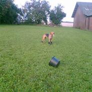 Blanding af racer BASSE