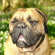 Olde victorian bulldogge Bamsen Albert