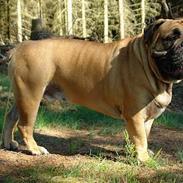 Olde victorian bulldogge Bamsen Albert