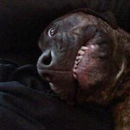 Amerikansk staffordshire terrier Lucky