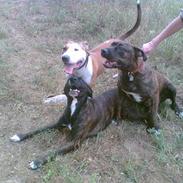 Amerikansk staffordshire terrier Lucky