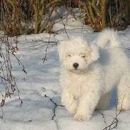 Coton de tulear Bianca