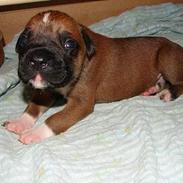 Amerikansk bulldog Casper