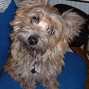 Cairn terrier Stella (RIP - i hjertet gemt, aldrig glemt <3)