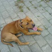 Staffordshire bull terrier cocio