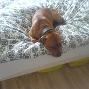 Staffordshire bull terrier cocio