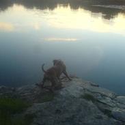 Staffordshire bull terrier cocio